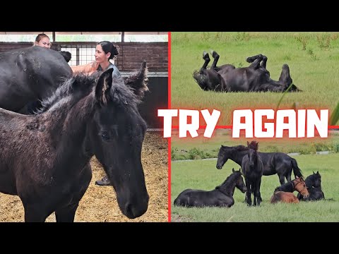 Trying again to make a foal... | Colts and fillies @Stal G | Fresh water | Friesian Horses