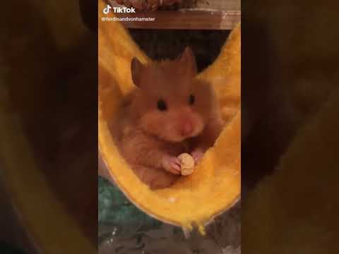 Cute little hamster eating a nut | Cute |