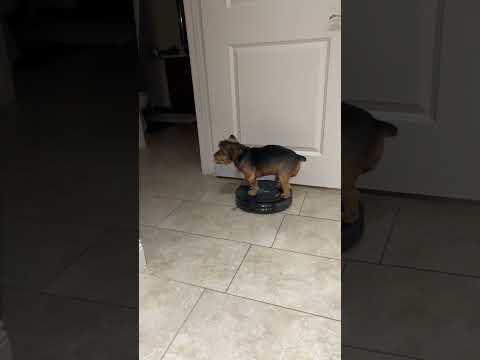 Yorkie Rides on the Robot Vacuum