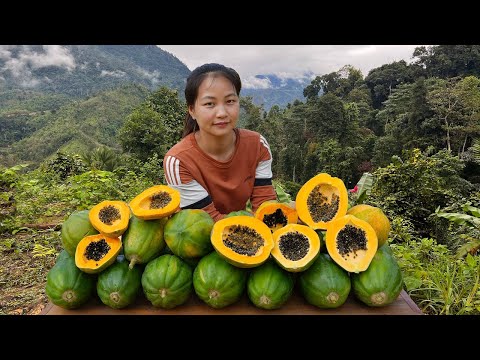 Harvest PAPAYA | Cook Papaya Soup and Traditional Papaya Salad | Hoang Huong