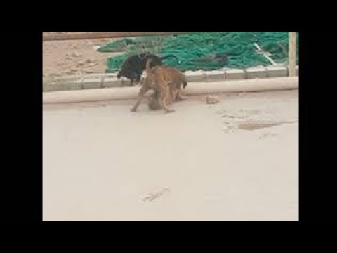 Cuteness Overloaded | Puppies, Playing and Enjoying | 🐶 🤣😆