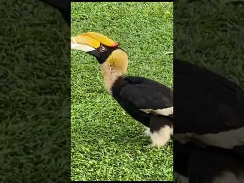 Hornbill is eating chick#animals #pets #hornbill