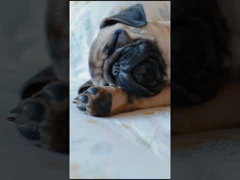 PUG LIFE #pug #puppy #puppyvideos #puppies