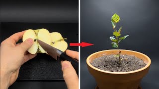 APPLE TREE Growing From Seed TIME LAPSE - 171 Days