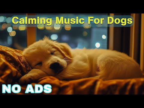 12 Hours of Dog Calming Music for Dogs 🎵 Dog Sleep Music 🐶 Separation Anxiety Relief Music ⭐No Ads