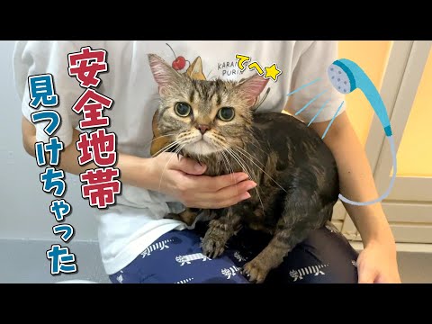 大嫌いなシャンプー中に膝の上で甘えてくる猫が可愛すぎて困りましたw