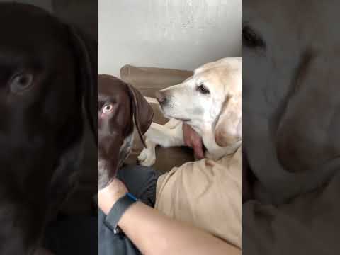 Clingy Labrador wants to sit on dad's lap #shorts