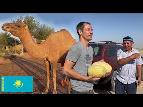 Life on Camel Farm in Kazakhstan