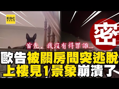 歐告你怎麼在這？牠1招穿牆主人見這畫面破房了 @cosmosviral