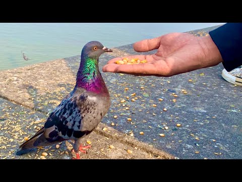 You Won't Believe What THESE Pigeons Are Doing