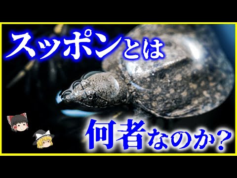 【ゆっくり解説】生き血は飲んで大丈夫？「すっぽん」とは何者なのか？を解説/野生のすっぽんは危急種？すっぽんと日本人