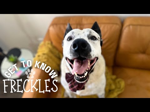 Freckles is ready to talk, shop, ride and walk his way right into your heart