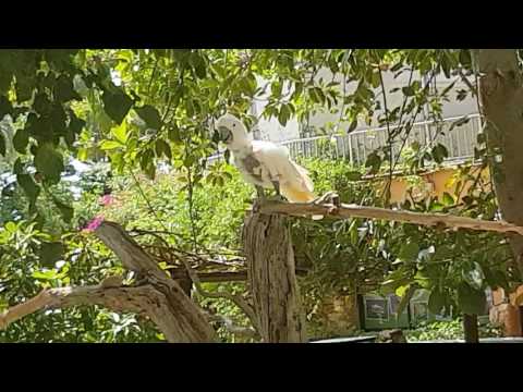 Moluccan Cockatoo's perfect impression of a child screaming