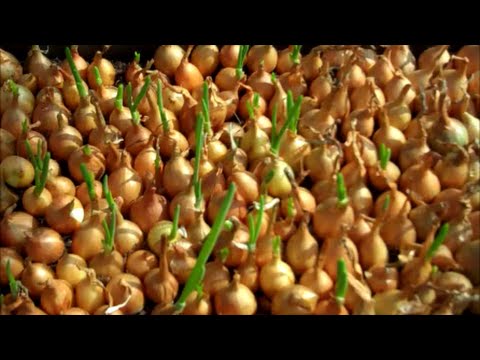 How to Grow Onions