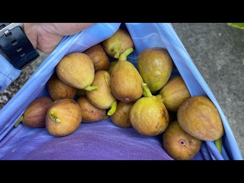 4 Super Fast Plants That Give You Fruit in No Time! Harvest Quickly