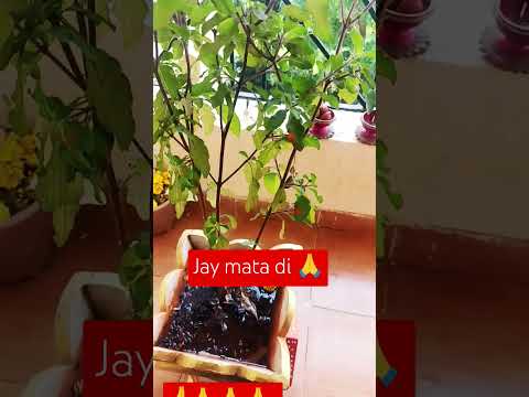 Jay mata di 🙏🌺 short  viral video