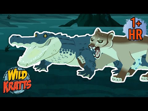 A Florida Panther Battles an Alligator | New Compilation | Wild Kratts