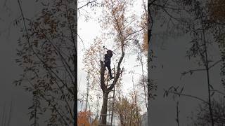 Expert Tree Cutter #cuttingskills #treecuttingservice #treecutter