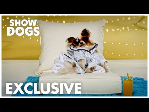 Show Dogs | "Beauty By Philippe" Exclusive | Global Road Entertainment