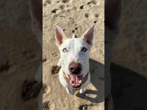 Taking my dog to the beach 🐚 #dogshorts #beach #vlog #pets #dog #puppy #beachlife #lifestyle