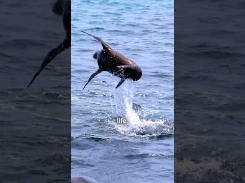 INSANE Marine Life in the GALAPAGOS!