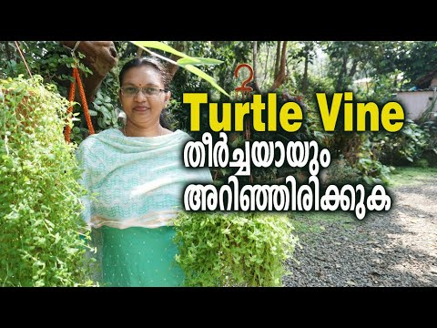 ടര്‍ട്ടില്‍ വൈന്‍ ചെടികളുടെ നടീലും പരിചരണവും Turtle Vine