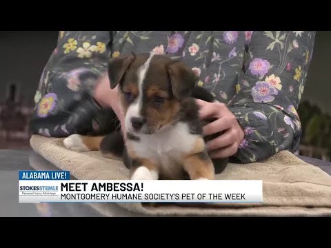 Pet of the Week: Ambessa