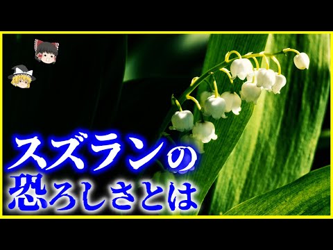 【ゆっくり解説】実は危険な植物⁉️「スズラン」の恐ろしさとは？を解説/花瓶の水で死亡事故？恐ろしいその毒性とは