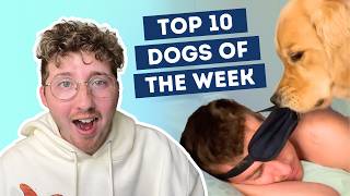 Golden Retriever Gives Ruff Awakening | Top 10 Dogs of the Week!