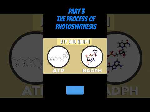 PART 3: THE PROCESS OF PHOTOSYNTHESIS #science #potosysthesis