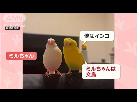 鳥の会話に激オコな文鳥さん　インコに「文鳥」と言われて…くちばしで攻撃！　なぜ？【羽鳥慎一モーニングショー】(2024年11月14日)