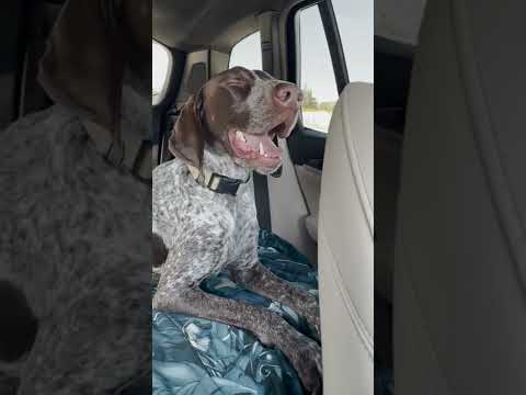 Rare scene of a tired German Shorthaired Pointer #shorts