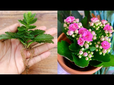 How to grow KALANCHOE plant from cuttings | Kalanchoe propagation