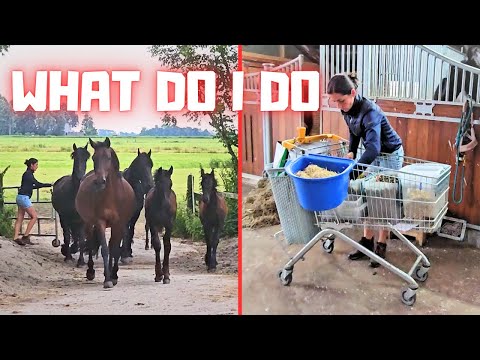 What do I do all in one evening. Seen from the opposite side. Including Boefkes! | Friesian Horses