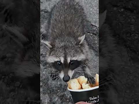 Brave Little Raccoon Takes Snacks From Human