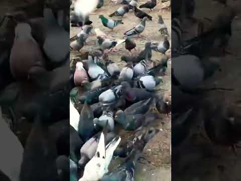 pigeons collection #shorts #pigeon #pets #animals