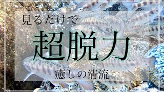 清流【癒し】見るだけで超リラックスできる自然浄化力「疲れやストレスを取る」水の音 Power that makes you feel super relaxed just by looking