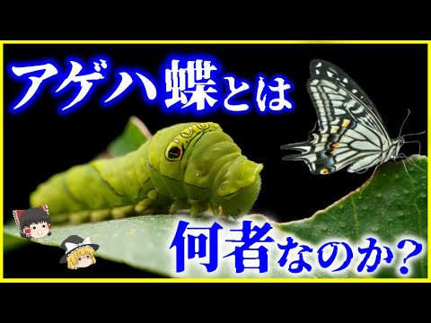 【ゆっくり解説】アゲハチョウは害虫!?海外で恐れられている「ナミアゲハ」とは何者なのか？を解説/海外では侵略的外来種の日本のアゲハ蝶