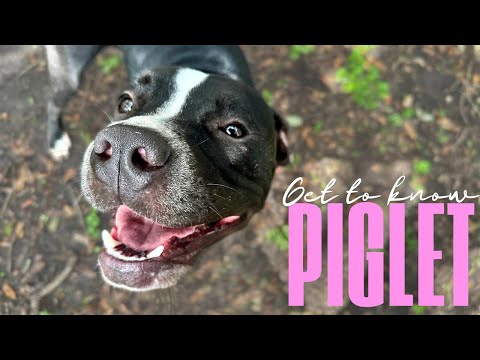 Piglet the petite, happy and sweet, loves all the people that she meets!