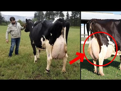 9 Highest Milk Producing Cow Breeds for Your Dairy Farm | Best Cow Breeds for Milk Around The World