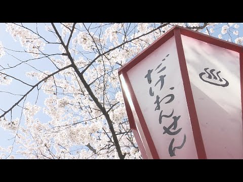 【映像】岳温泉の桜坂　福島・二本松市【カメラめせん③】