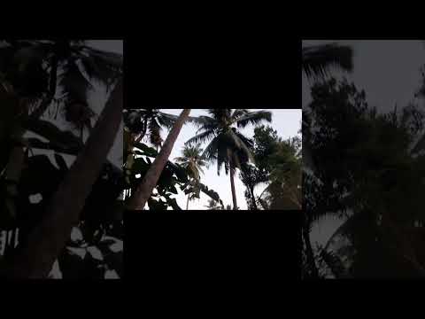 13 cents land with one tiled house sale  |8 coconut trees|#lowbudgethouse #shorts#kudla#landsale