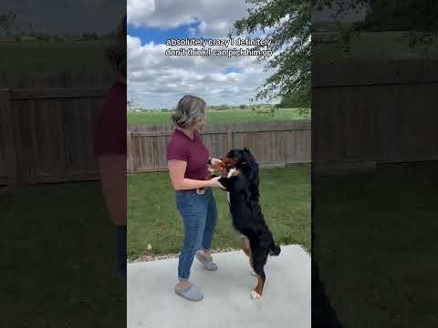 Rocky the Bernese Mountain Dog Puppy is 6 months old 🐶 #bernesemountaindog #puppy | Mega Mom