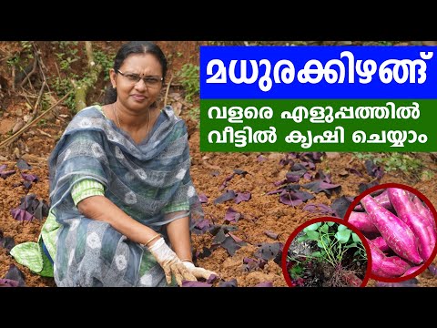 Sweet potato cultivation