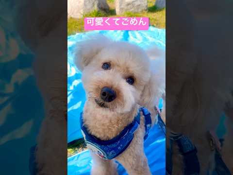 【顔は子犬🐶体はデカプー✨可愛くてごめん🩷🐶】#トイプードル #10歳 #モコ