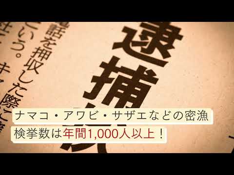 ナマコやわかめをとるのは密漁です！密漁になる行為や罰則を紹介【刑事事件弁護士ナビ】