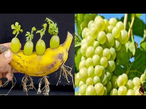 simple method propagate tree |how to grow grapes at home #zkgreen #greenentertainment #growplant