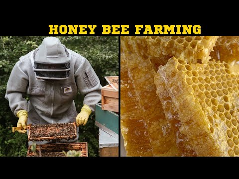 Beginner's Guide to Bee Farming: How to Start Your Own Beehive and Harvest Honey