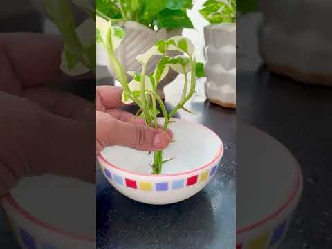 DIY Money Plant decoration in Water #plantsdecor #houseplantdecor #homedecor #diy #moneyplant