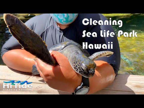 Sea Life Park Hawaii Cleaning - Starting A Cleaning Business